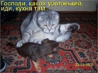 33122159.p.500.500.jpg
