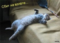 сбит.jpg