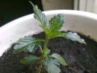 290520121378.jpg