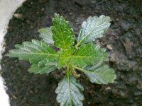 290520121382.jpg