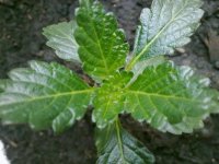 290520121386.jpg