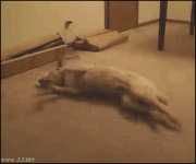 сон.gif