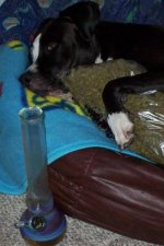 weed_dov.jpg