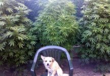 weed_dow.jpg