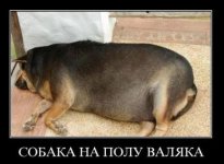 sobaka-na_polu_valaka.jpg