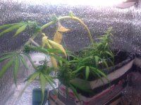 IMG_20120605_171051.jpg