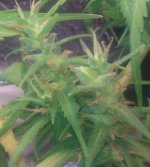 IMG_20120605_171001.jpg