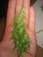 IMG_20120605_181536.jpg