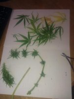 IMG_20120605_181551.jpg