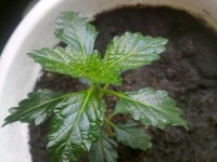 070620121411.jpg