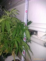 IMAG0111.jpg