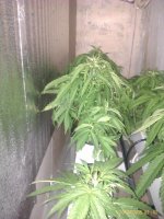 IMAG0107.jpg