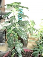 DSC01735.jpg