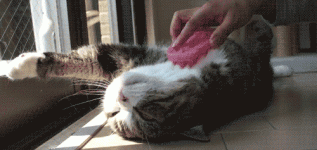 балд.gif