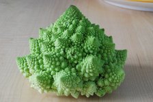 kapusta_15.jpg kapusta_15.jpg