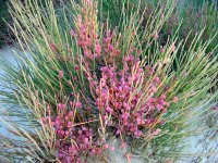 Ephedra_fragilis_3.JPG