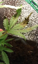 2017-03-20 13.12.28.jpg