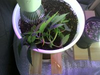 IMG10445.jpg
