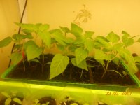 DSCN4268.JPG