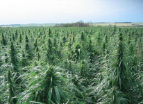 hemp-field.png hemp-field.png
