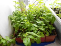 DSCN4066.JPG