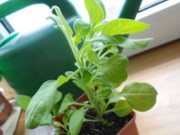DSCN4065.JPG