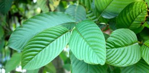 kratom-plant.jpg