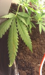 2017-03-29 13.13.18.jpg