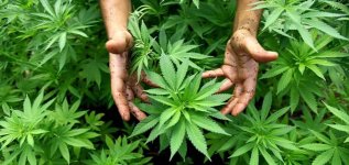 kak-marihuana-vyzyvaet-paranojju-4.jpg kak-marihuana-vyzyvaet-paranojju-4.jpg