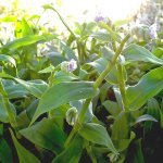 murdannia-loriformis-herbe-de-pékin-graines.jpg
