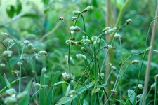 beijing-grass-murdannia-loriformis-bare-root-plants-palm-beach-medicinal-herbs (6).jpg
