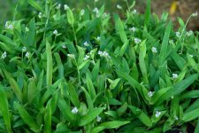 beijing-grass-murdannia-loriformis-4in-potted-plant-palm-beach-medicinal-herbs (5).jpg