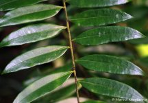 Eurycoma-longifolia-6.jpg