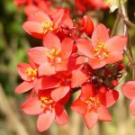 Jatropha-Macrantha.jpg