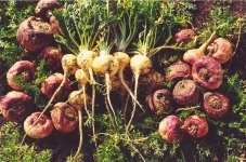 Мака перуанская вытащенная из земли.jpg Мака перуанская вытащенная из земли.jpg