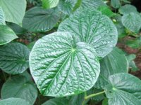kava-kava.jpg