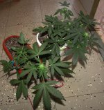 IMG_2269.JPG