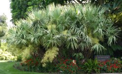 Serenoa_repens_green.jpg