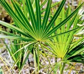 Serenoa_repensH05.jpg
