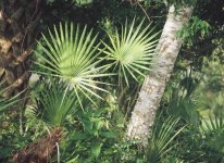 sawpalmetto_clip_image002_0003.jpg