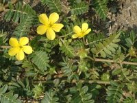 4748-tribulus-terrestris-3.jpg