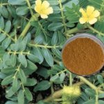 Tribulus Terrestris02-400x400.jpg