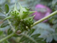 tribulus_terrestris_side_effects_5.jpg
