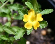 turnera.jpg
