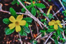 Turnera_diffusa.jpg
