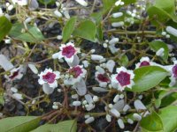 paederia-foetida.jpg