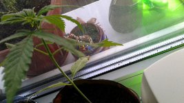 20170404_191801.jpg 20170404_191801.jpg