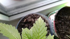 20170404_191815.jpg 20170404_191815.jpg