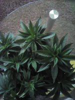 20170408_090610.jpg