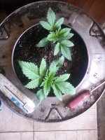 IMG_20170409_161517.jpg